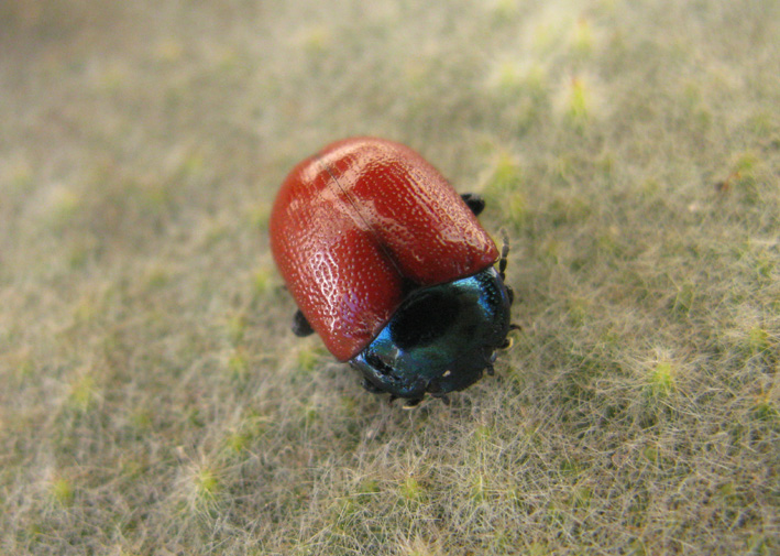 coleottero da determinare: Chrysolina grossa